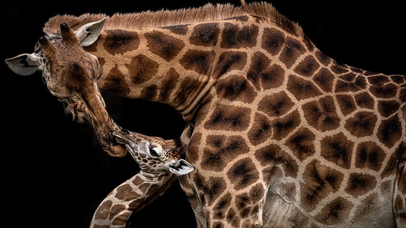 Giraffe Manor - Photo 9