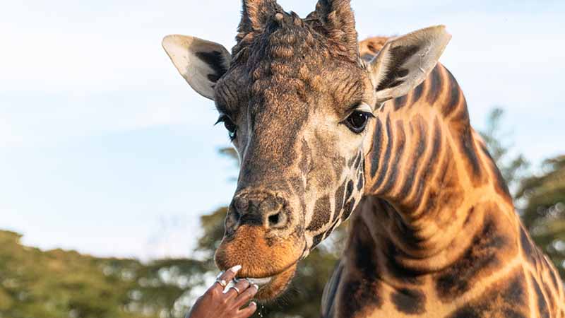 Giraffe Manor - Photo 10