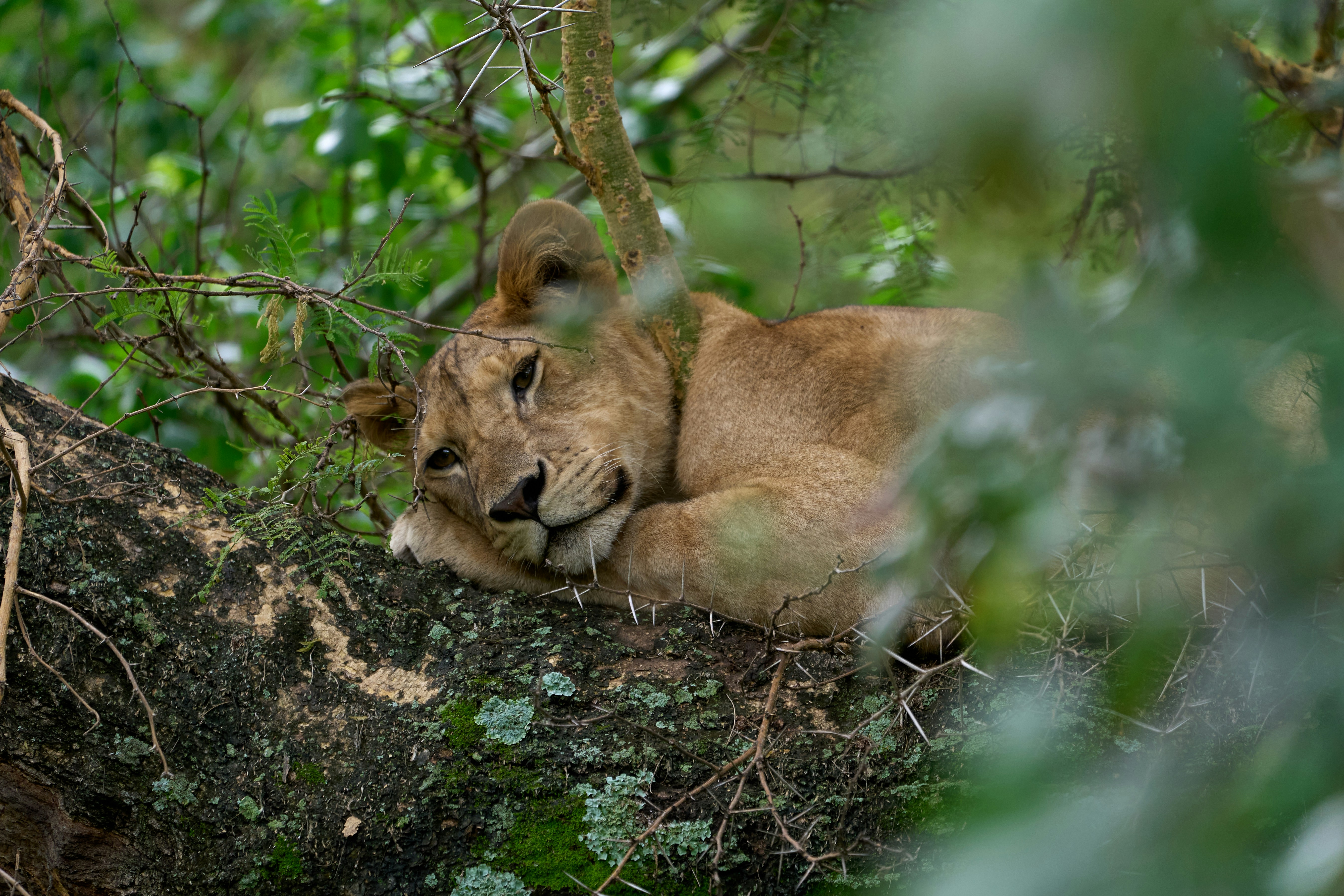 Escarpment Luxury Lodge Manyara
